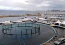 Breeding Cooperation between Norway and Brazil
