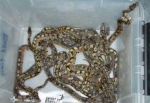 Reptiles, Dogs and Cats In Norway’ s Customs
