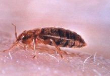 Mucky Bedbugs Invade Norwegian Households