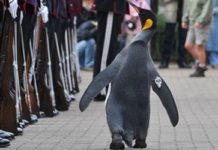 Follow Sir Nils Olav on Penguin Cam!
