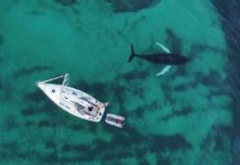 Dramatic Footage of Killer Whales and a Diver in Norway