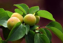 Changing Climate in Norway Leads Farmers To Cultivate Exotic Fruits and Vegetables