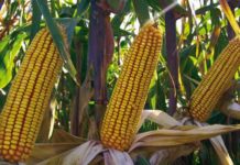 Norwegian Kristoffer Fights against Legalizeing GM Corn