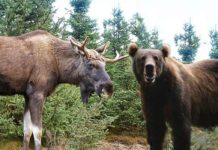 Norwegian Driver Hits Bear after Trying to Avoid Elk