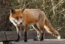 Fox Steals Phone and Sends SMS