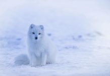 Most probably the fastest arctic fox in the world left Norway for Canada