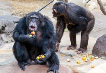 Norway Police is After Those Who Drugged Celebrity Chimpanzee