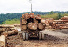 Norwegian Money Can Cause Desctruction of Congo Rainforests