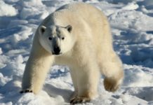 Major Warns Tourists to Norway Against Polar Bears
