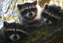Fear of Raccoon Invasion in Norway
