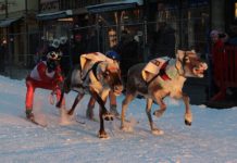 Fast and Furious in Norway with Reindeer Race