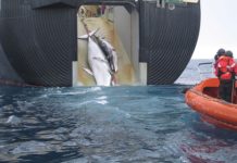 Norway Keeps Whaling Quota, Environmentalists React