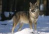 Norway’s Predicament- Kill Or Keep Wolves?